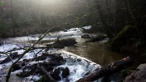 pip_carlton_barnes_visit_falmouth_kennell_vale_2_FB