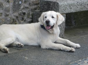 dog lying down in front of a stone wall