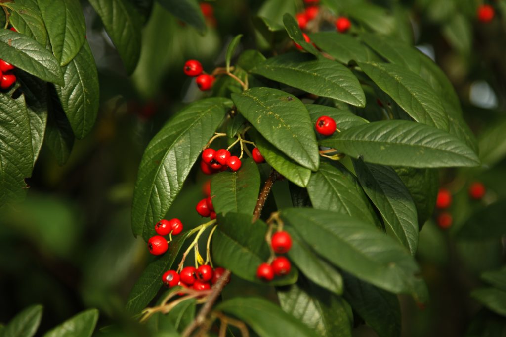 close up of green leaves dotted with red berries