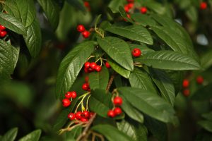 close up of green leaves dotted with red berries