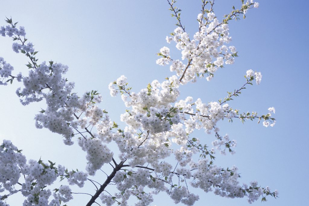 Falmouth Spring Festival 2020 | Visit Falmouth