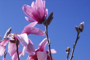 Pink magnolia flowers and buds set against a clear blue sky